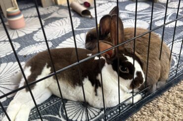 Today I learned to keep cat food out of bunnies’ reach