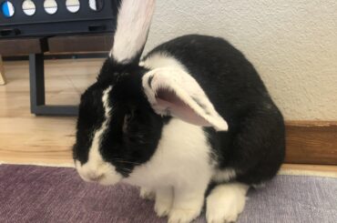 L ears!