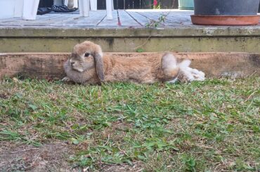 sploot