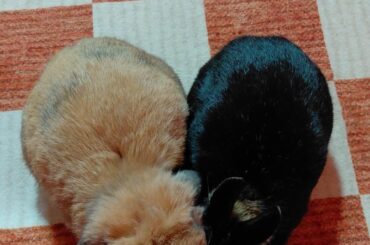 Bun heart