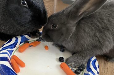 Big Sister is a Bully 😵‍💫