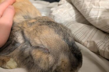 Little man LOVES his morning bed pets