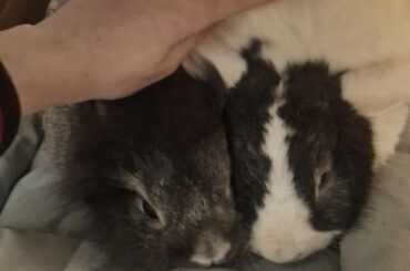 Double the pets, double the love!