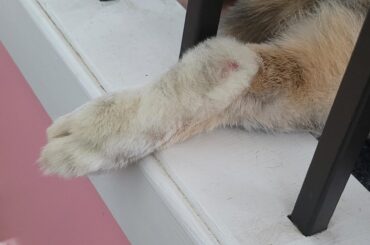 Tickle or pass