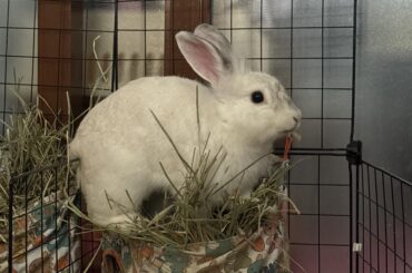 This is probably the most efficient way to eat hay?