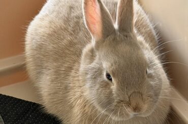 Worried About Upcoming Spay Surgery