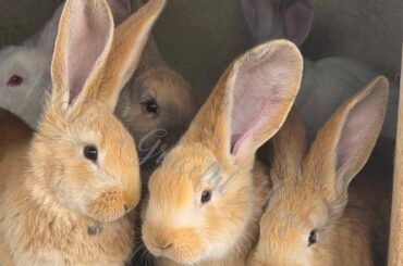 continental giant baby (12 weeks) feeding