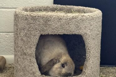 Ron Swanson in Swanson Castle