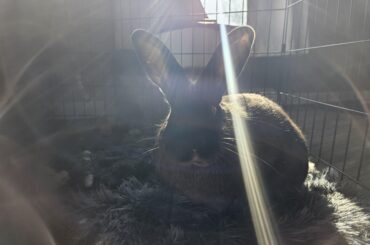 Rabbit Eye Removal (Western New York)
