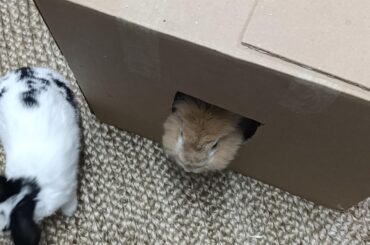 Hello? Is this the window where they give out treats?
