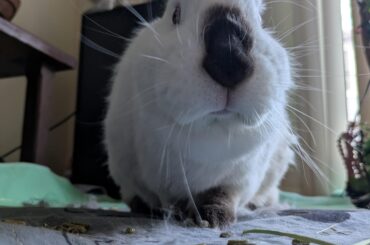 Mine eeeeaaarrrssssss?!?!