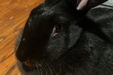 Lost my girl earlier this month