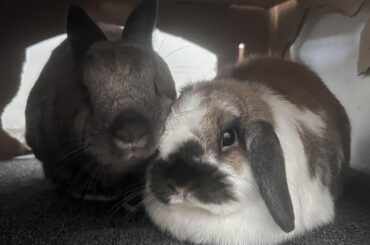 Anyone have experience with respiratory snuffles with no discharge?