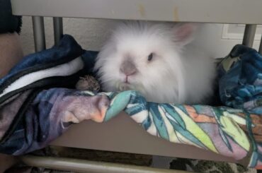 I own such a weird little puff