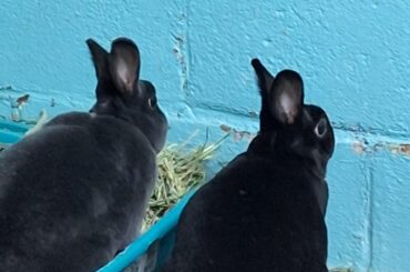 They are seeing things that only bunnies can comprehend