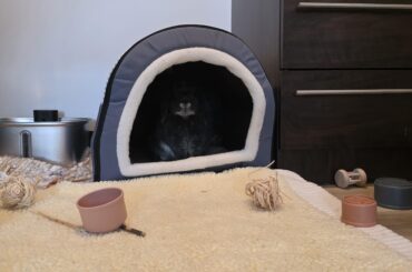 He watches his kingdom from the shadows
