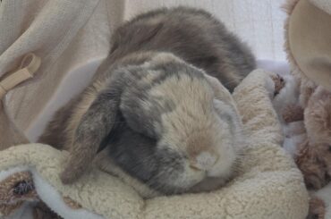 He folded his blanket over to make himself a pillow 🤧🤧