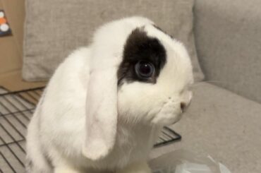 Bugsy and flopsy