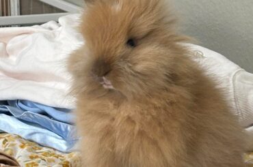 Will his coat stay fluffy?