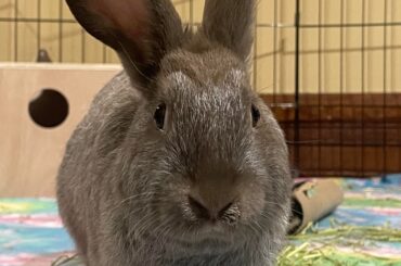 Has anyone housed a New Zealand and a small breed bunny?