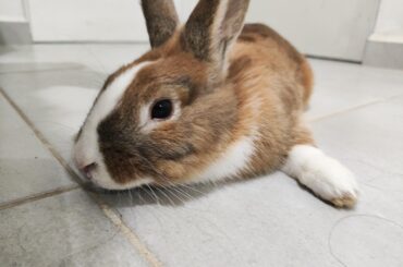 Meet Mochi