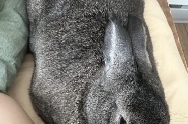 He sleeps beside me every day! This is Buttons