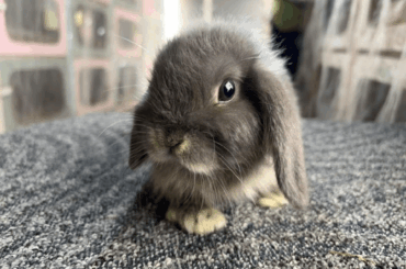 What should I name my bunny? (grief rant)