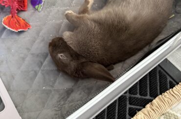flopped bun