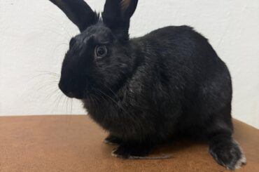 Diva of a rabbit