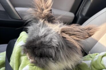 thymoma & radiation therapy