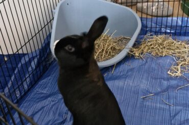 School rabbit update
