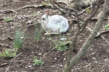 Could this be someone’s pet?