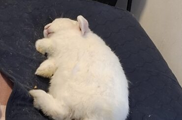 what is this crazy digging behaviour?