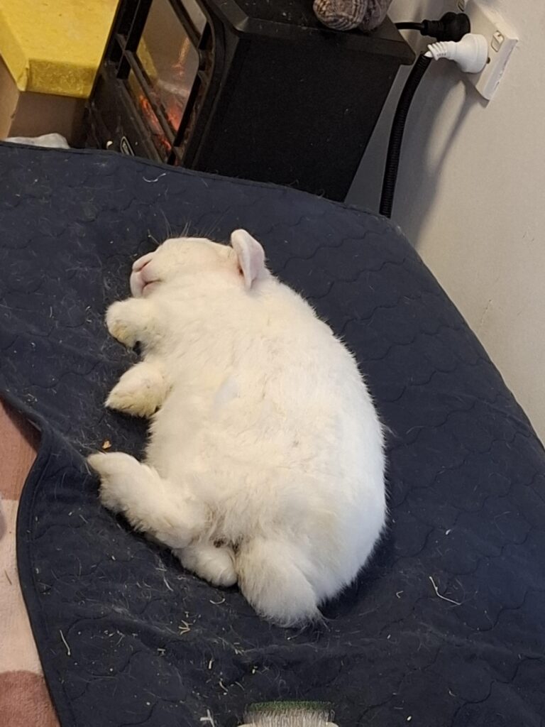 what is this crazy digging behaviour?