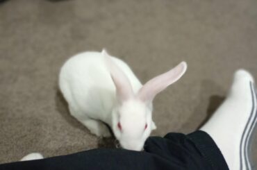 Rabbit keeps biting me, not sure what she wants