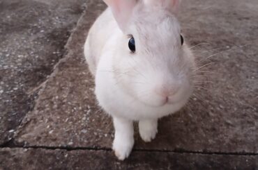 She's all ears and eyes, no brains at all