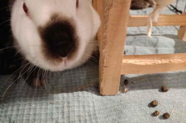Help with Rabbit Mobility Aids or Wheelchairs!