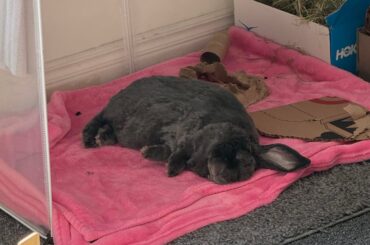 Grumpy but Happy Bun!