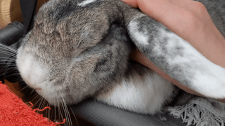 How are they even real