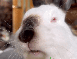 Does your rabbit make the "absent eyes"?