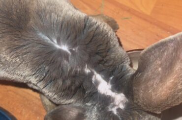 why is my rabbit balding? he doesn’t scratch ever