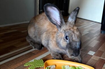 eat, eat, sleep, repeat!