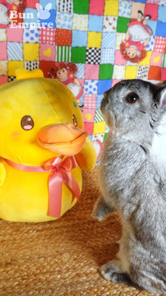 Ducky & Bunny