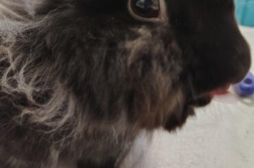 I'm so proud of my Risbin! He had his checkup today and he's healthy as can be! :)