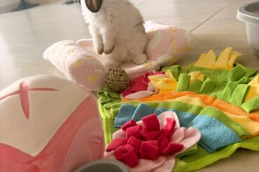 Spoiling my little bunny with all kind of new toys