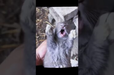 Try Not To Laugh Or Grin - Funny Rabbits!