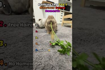 Top 5 Cutest & Funniest Bunny Moments