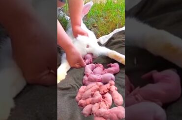 Rabbit growth #cute #pets Little Baby Animals Growing Up #shorts