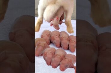 Rabbit growth - Little Baby Animals 1 To 21 Days #cute #pets