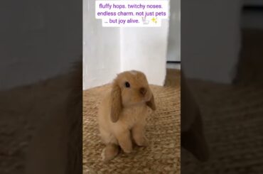 Funny & Cute Bunny Compilation | Adorable Rabbits Being Silly #heartwarming #pets